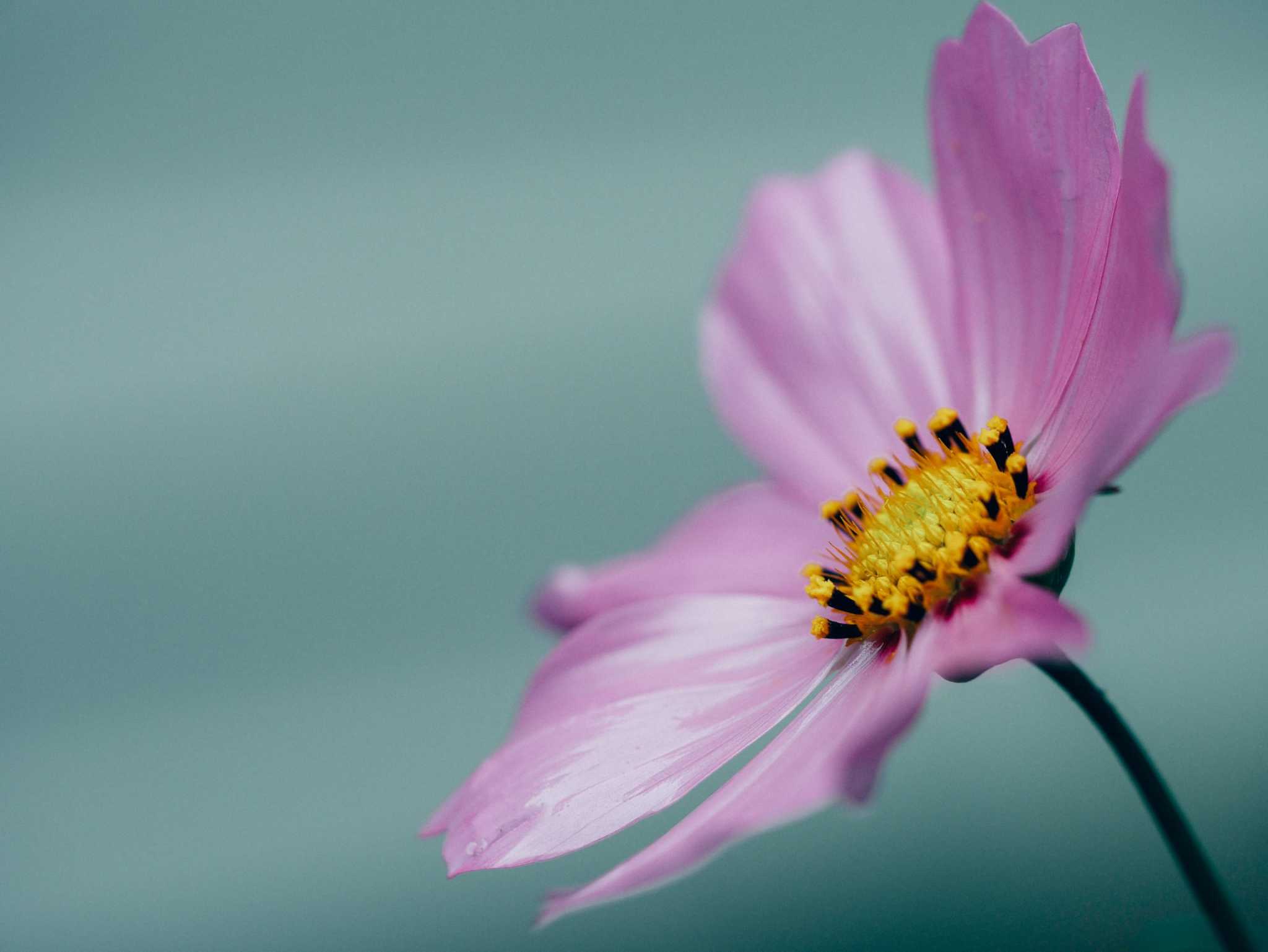 Close up of purple flower with yellow center